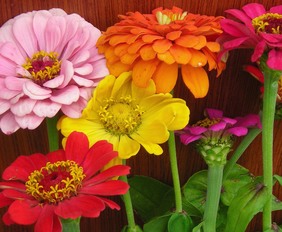 Organic Zinnia Flowers