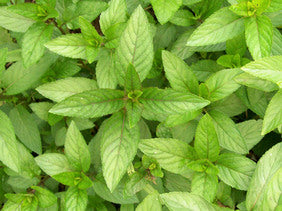 Organic Basil