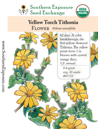 01123 - Tithonia, Yellow Torch