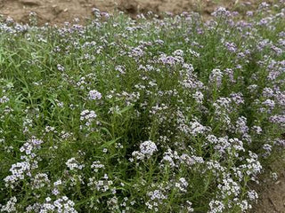 01216 - Sweet Alyssum, Purple, Royal Carpet