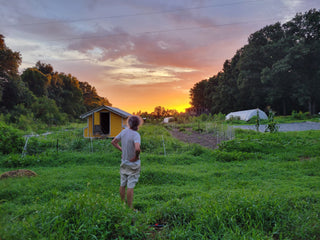 Organic gardens at sunset
