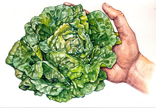 Organic Lettuce