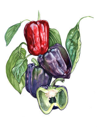 Black Beauty Sweet Pepper