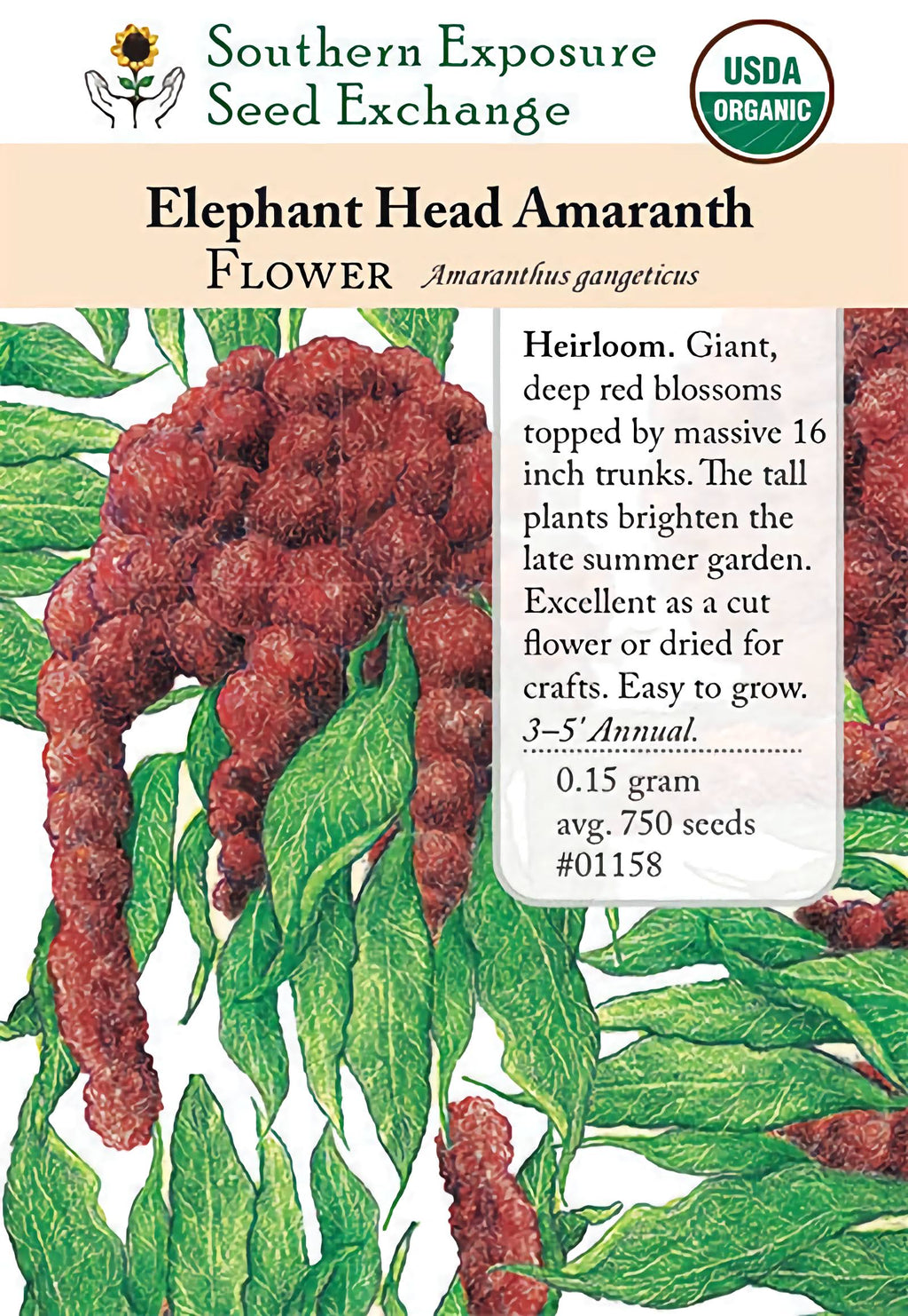 amaranth flower seeds 01158 - Amaranth, Elephant Head – Southern Exposure Seed Exchange