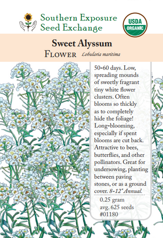 01180 - Sweet Alyssum