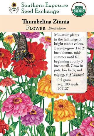 01127 - Zinnia, Thumbelina