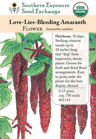 01154 - Amaranth, Love-Lies-Bleeding