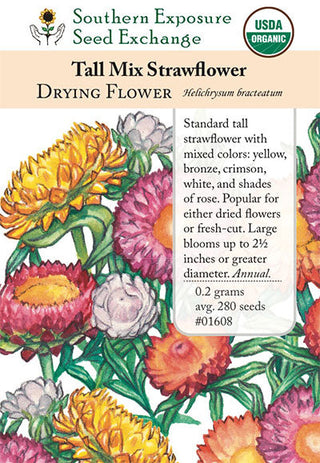 01608 - Strawflower Tall Mix