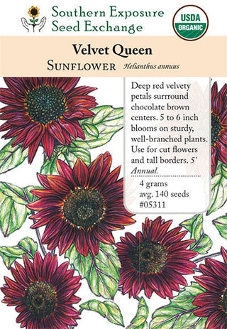05311 - Sunflower, Velvet Queen
