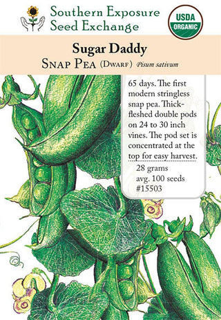 15503 - Sugar Daddy