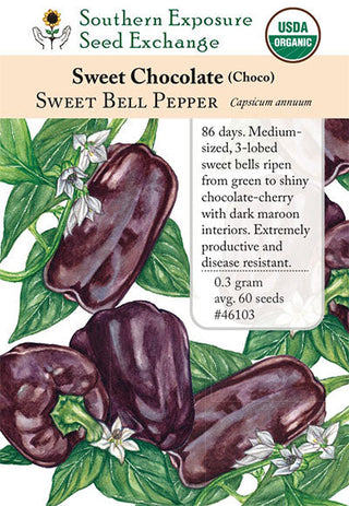 46103 - Sweet Chocolate (Choco)