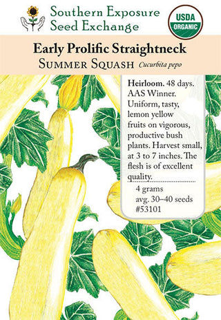 53101 - Early Prolific Straightneck