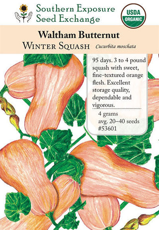 53601 - Waltham Butternut