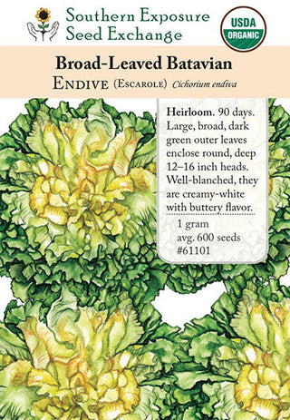 61101 - Broad-Leaved Batavian, (Escarole)