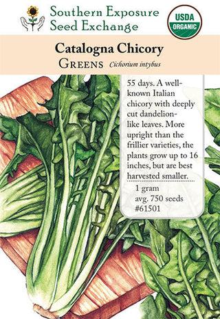 61501 - Chicory, Catalogna