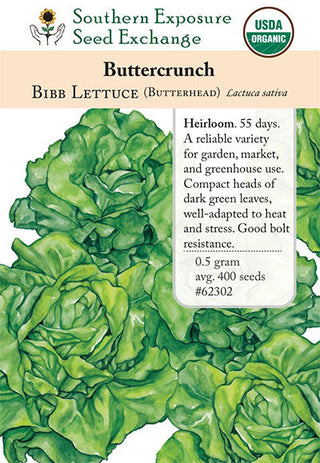 62302 - Buttercrunch Bibb (Butterhead)