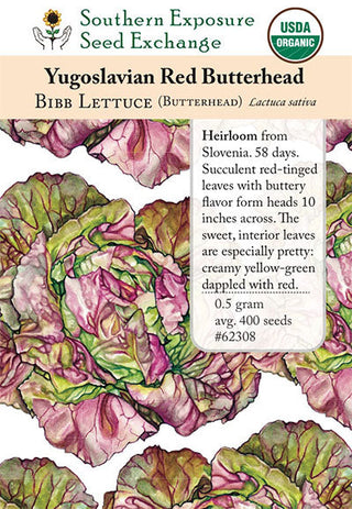 62308 - Yugoslavian Red Butterhead