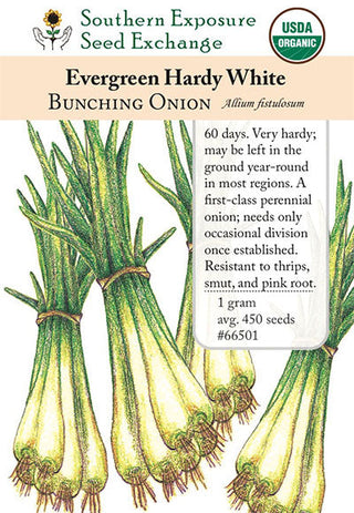 66501 - Evergreen Hardy White