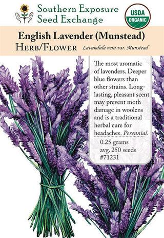 71231 - Lavender, English Munstead