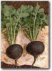 Cherry Belle RADISH 7g seed, USDA Certified Organic