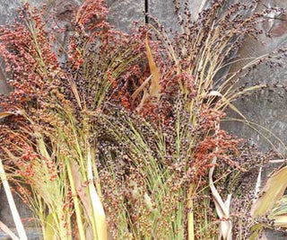 72615 - Rainbow Broomcorn