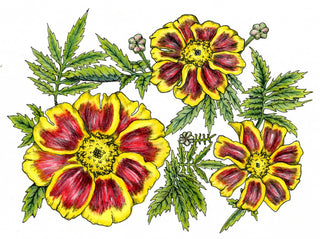 01153 - Marigold, Frances's Choice
