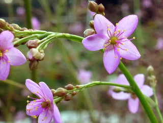 34201 - Jewels of Opar (Fame Flower)