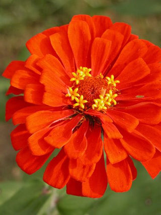 Zinnia, Thumbelina FLOWER