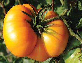 Mule Team TOMATO