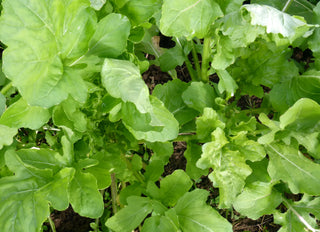 64101 - Arugula
