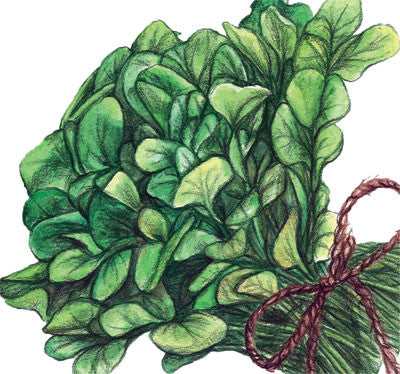 Land Cress (Barbarea verna) organic, The Delicious, Vegetables