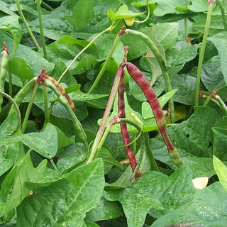 Pinkeye Purple Hull PEA, SOUTHERN