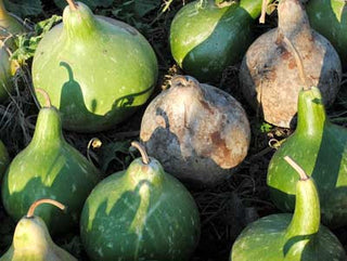 54109 - Birdhouse Gourd, Bradshaw's