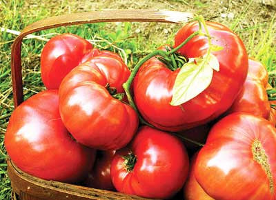 Brandywine Tomato, Sudduth Strain Heirloom Seeds