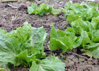 61101 - Broad-Leaved Batavian, (Escarole)