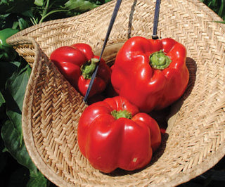 California Wonder PEPPER, BELL (SWEET)