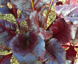 Cylindra BEET
