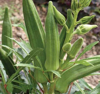 Clemson Spineless OKRA