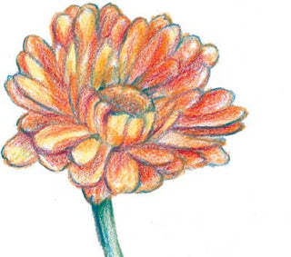 71303 - Calendula, Resina