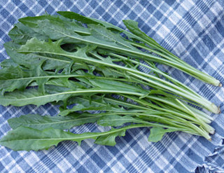 61501 - Chicory, Catalogna