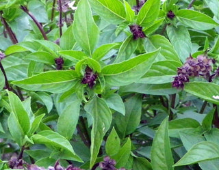 71102 - Basil, Cinnamon