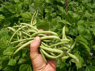 Blue Lake Bush BEAN, SNAP (BUSH)