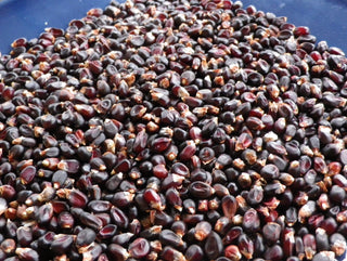 41605 - Dakota Black