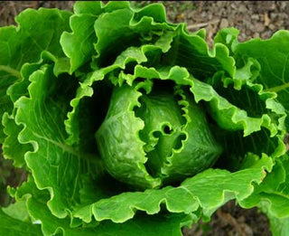 Parris Island Cos LETTUCE, ROMAINE