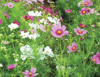 Cosmos, Mona's Orange FLOWER