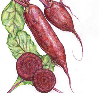Lutz Winter Keeper BEET 5g seed, USDA Certified Org