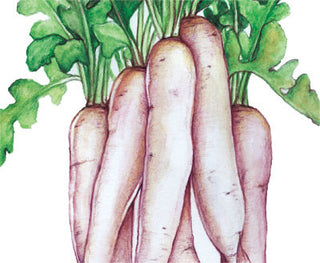 Easter Egg Mix RADISH