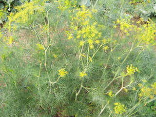 71221 - Dill, Bouquet