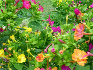 01108 - Four O'Clocks, Don Pedros Mixed Colors