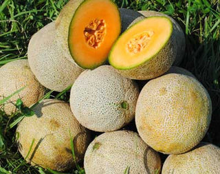 Plum Granny (Queen Anne Pocket Melon) MUSKMELON .5g seed